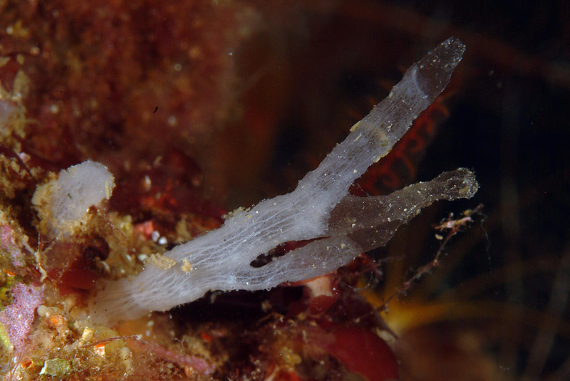 Oceanapia isodictyformis